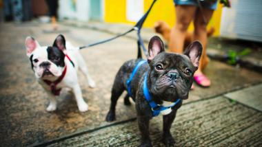 Mayores y mascotas, un tándem con muchos beneficios - Sociedad, Investigación